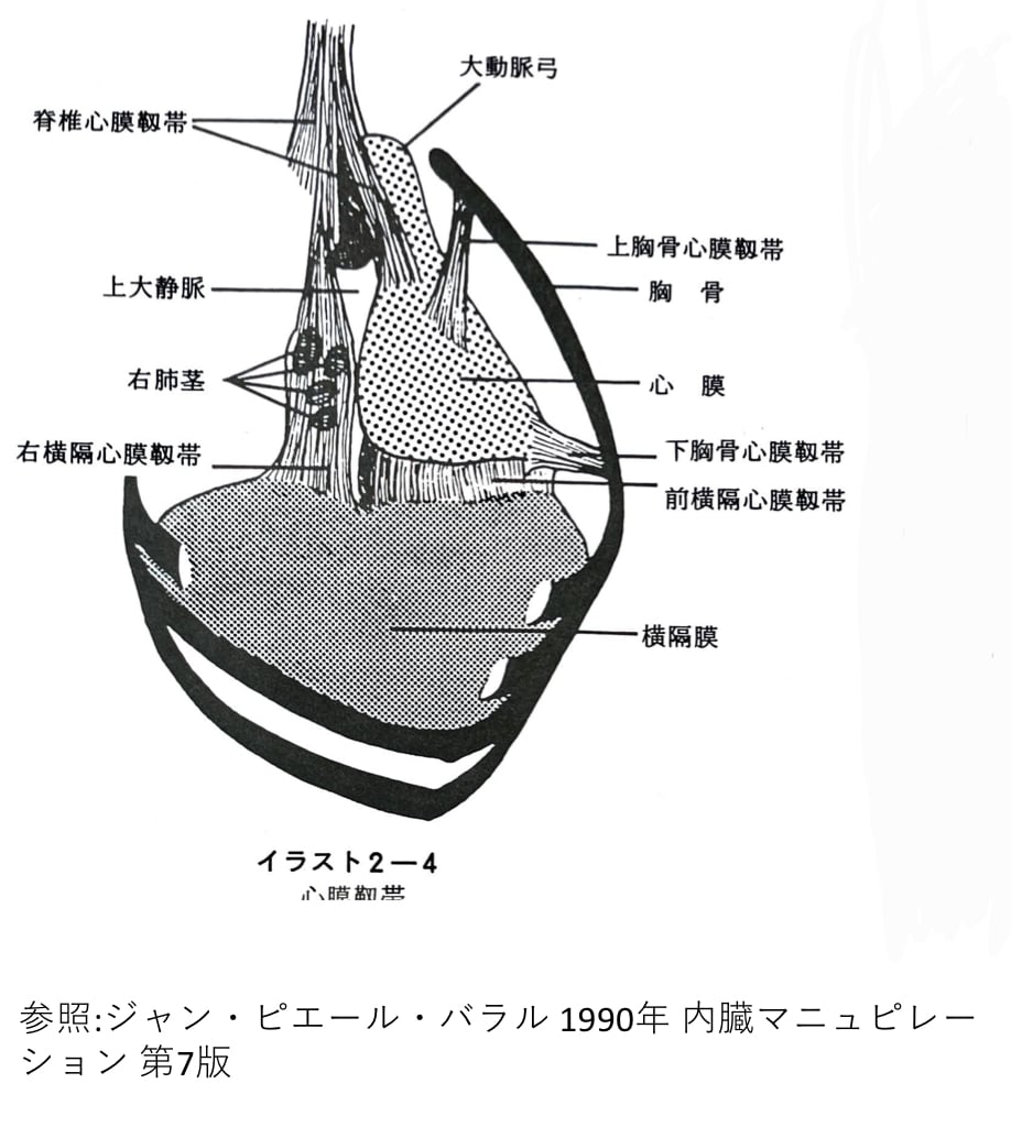 オーソパシック メディスン筋膜歪曲モデルを通してのオステオパシーと整形外科の統一 機能解剖学20.jpeg?w=640
